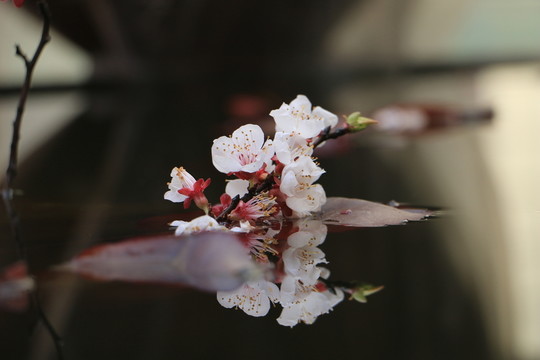 杏花