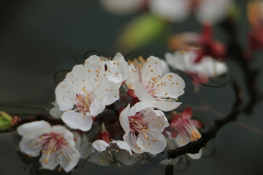 杏花
