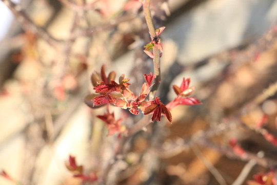 春芽