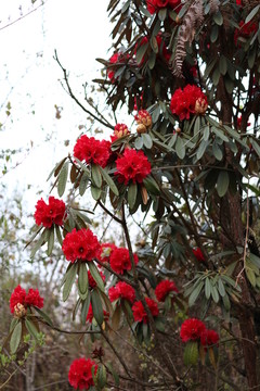 杜鵑花