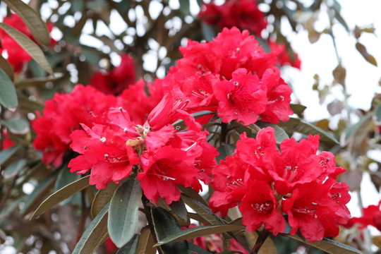 杜鵑花