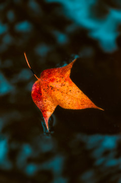 秋天紅葉