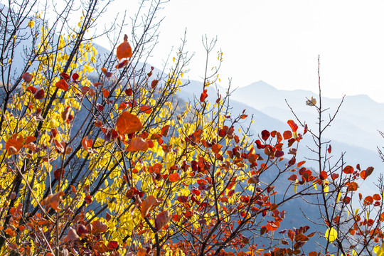 坡峰嶺 黃櫨 紅葉