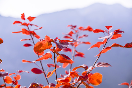 坡峰嶺 黃櫨 紅葉