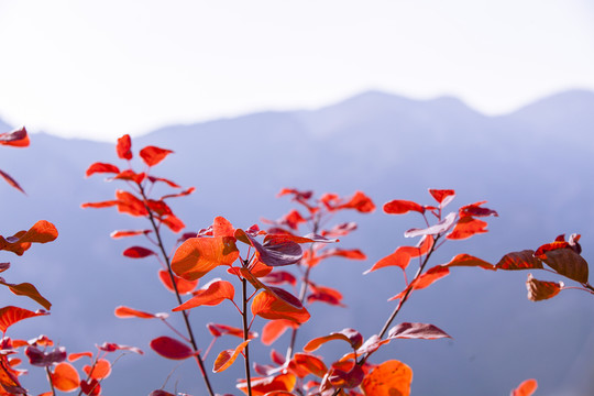 坡峰嶺 黃櫨 紅葉