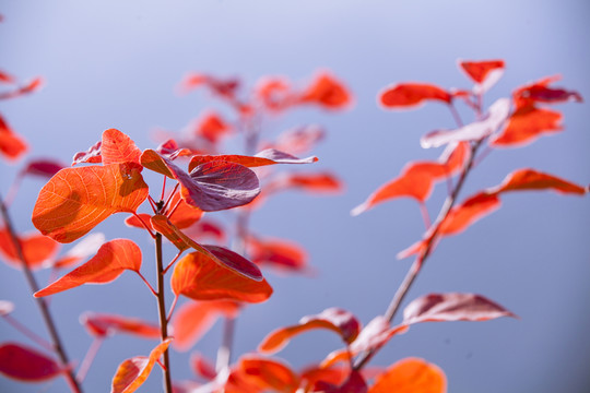 坡峰嶺 黃櫨 紅葉