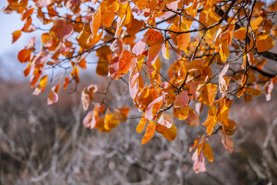 坡峰嶺 黃櫨 紅葉