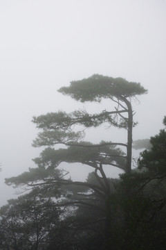 三清山 江西三清山