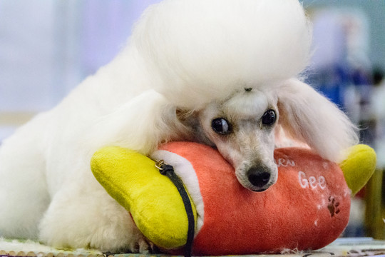 寵物犬