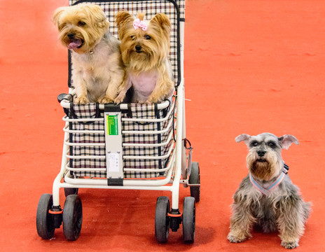 寵物犬