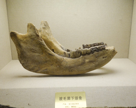 披毛犀下顎骨