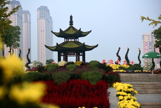 菊花