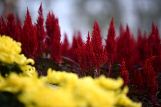 菊花