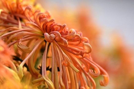 菊花