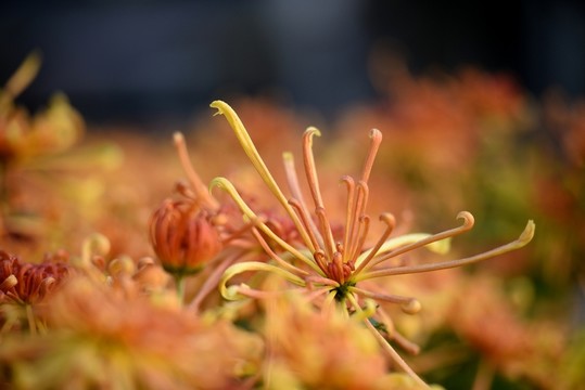 菊花