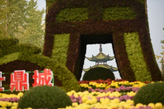菊花