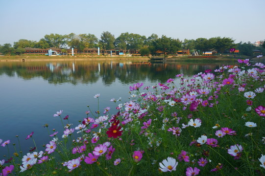 花海