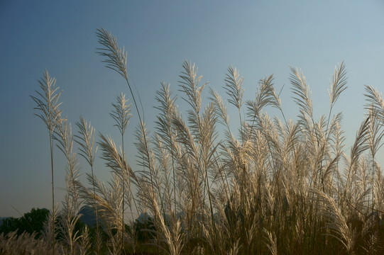 茅草秋景
