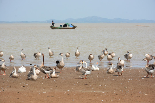 鄱陽湖 鄱陽湖濕地公園