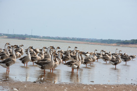 鄱陽湖 鄱陽湖濕地公園