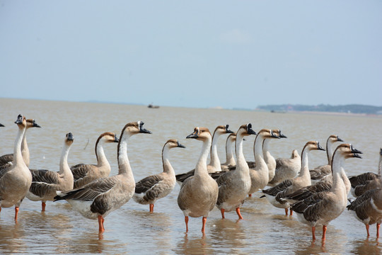 鄱陽湖 鄱陽湖濕地公園