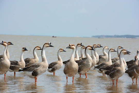 鄱陽(yáng)湖 鄱陽(yáng)湖濕地公園