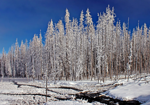 美麗雪景 森林雪景