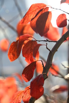 紅葉