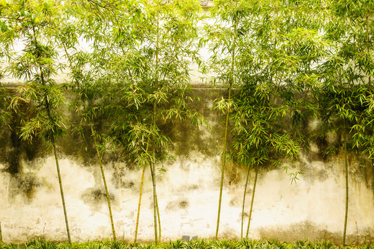 拙政園園景