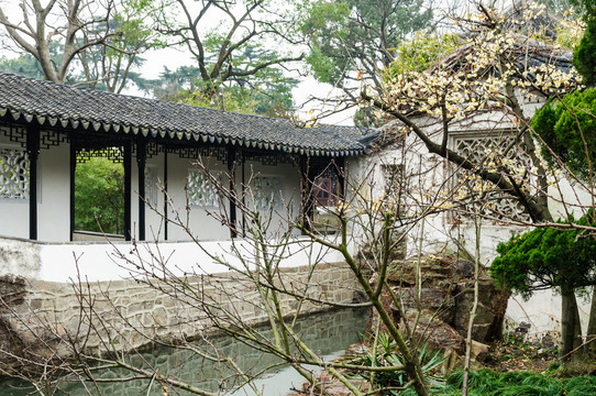 拙政園園景