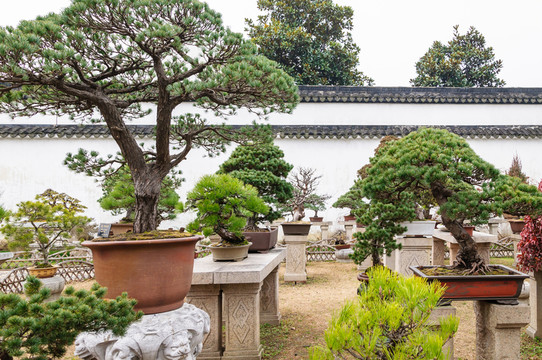 拙政園盆景