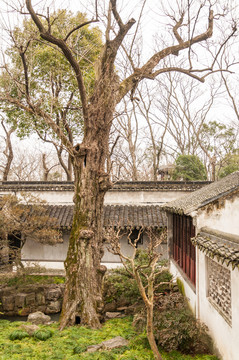 拙政園古樹