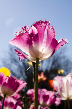 花卉