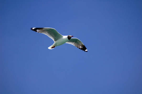 鳥