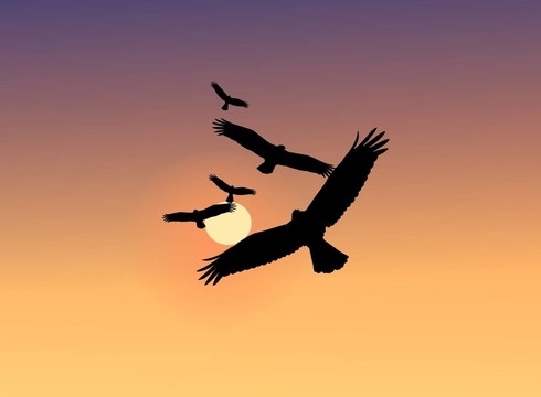 鳥