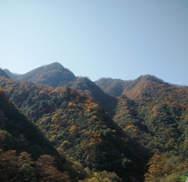 高山綠樹