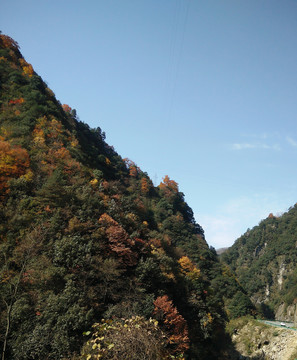 高山綠樹