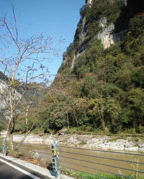 高山綠樹