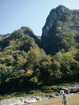 高山綠樹