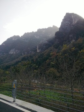高山綠樹(shù)