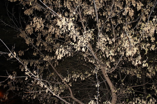 黑色夜晚的樹木