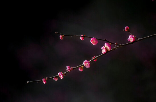 梅花
