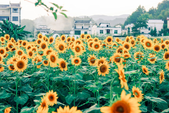 向日葵 花叢 花堆
