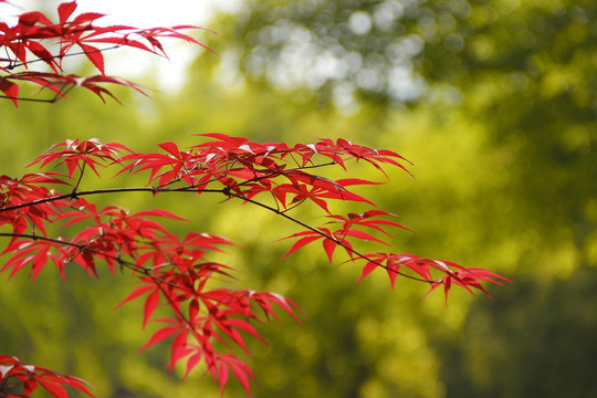 紅葉 雞爪槭