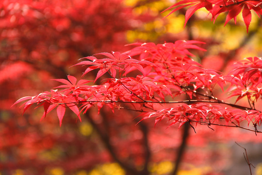 紅葉 雞爪槭