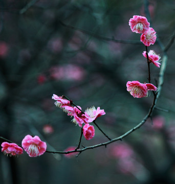 梅花