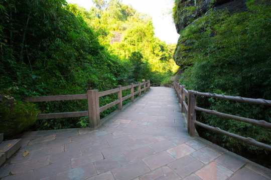 林間小道 棧道