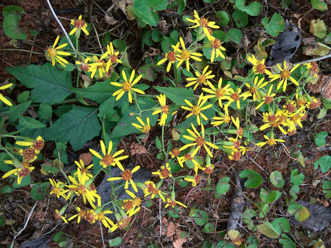千里光 九里明 野菊花