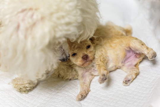 新生犬 狗崽崽