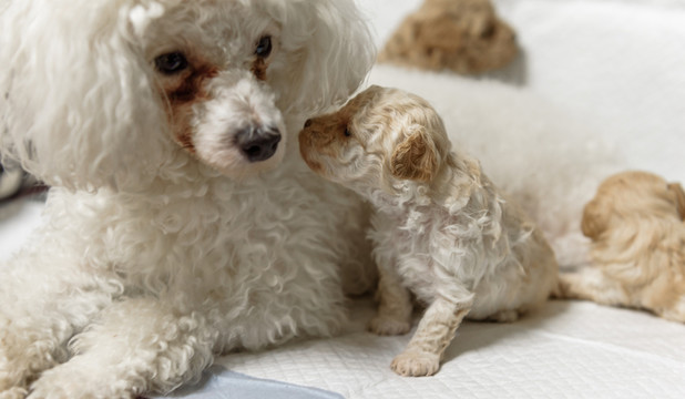 新生犬 狗崽崽